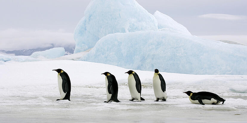 Penguins_on_ice