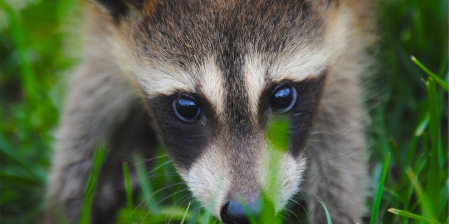 Close up image of a racon's face in grass looking at the camera