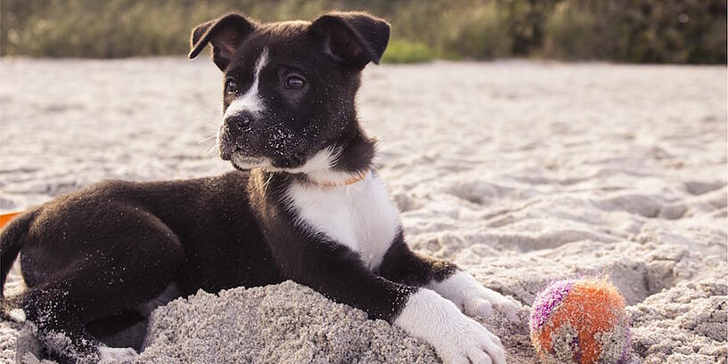 dog-playing-in-sand