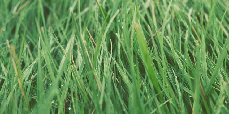Close up of tall grass with drops of dew on them.