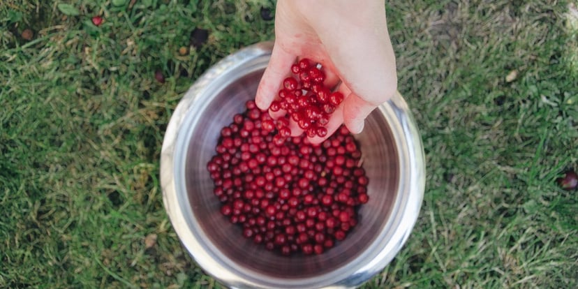 Taking-berries-out-of-bowl