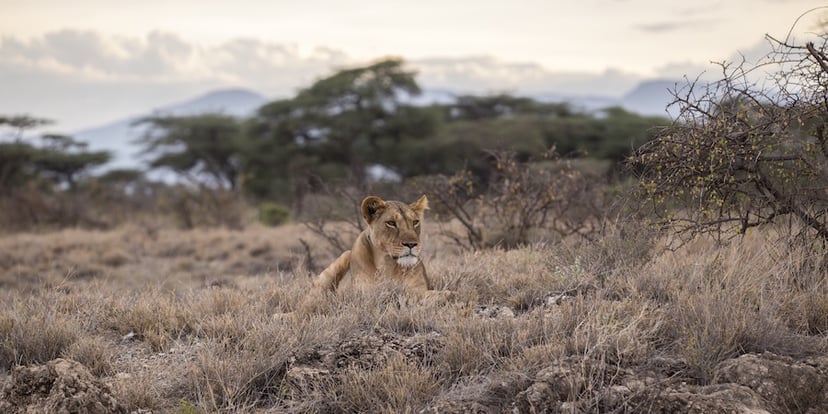 Sales_Lion