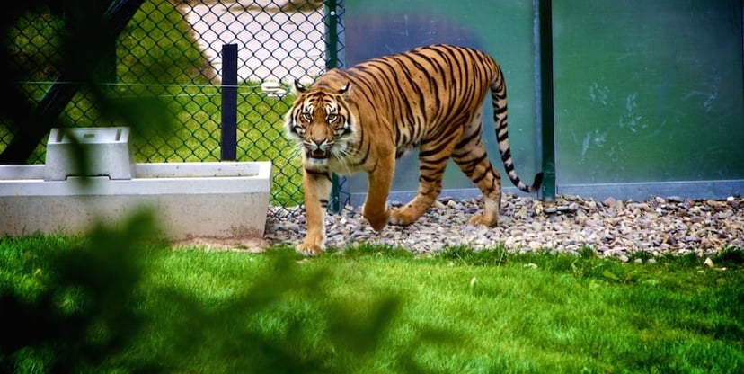 Tiger_at_zoo