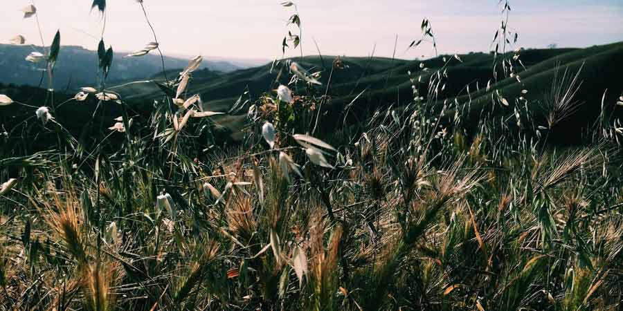Weeds in front of rolling hills.