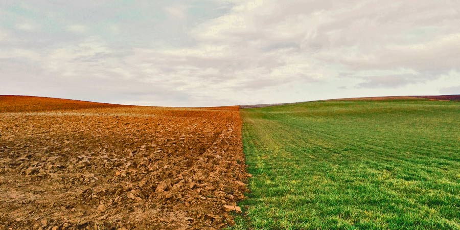 Rolling fields of plants. The right side is all grass and the left side is low crops. The sky is overcast.