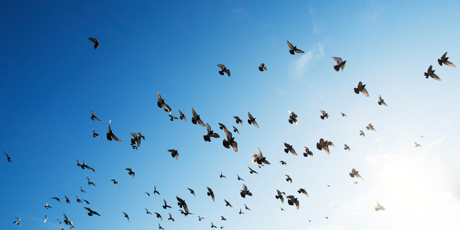 A flock of birds flying in front of a blue sky.