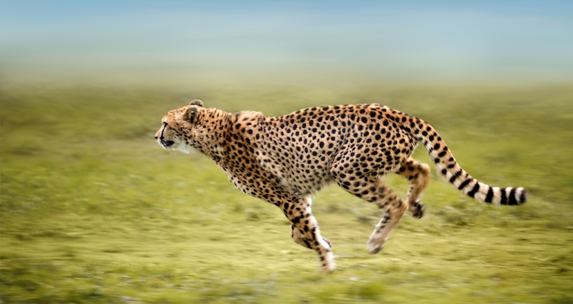 running_cheetah